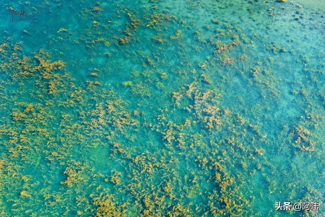 普洛码头的位置比较隐秘,却是泸沽湖的“花海C位”,风景美如画