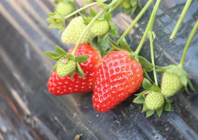 邂逅暖冬！来柳江，解锁治愈田园旅行