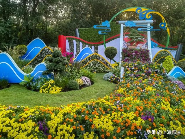 本周末起！来杨浦这个公园共赏“沪上最美菊花海”