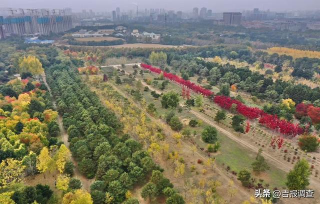 秋之彩色吉林 | 长春市区隐藏的红枫秘境，随手一拍都是秋日氛围感