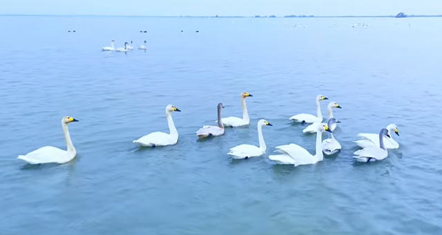 从“退垸还湖”到“观鸟天堂” 探秘汈汊湖的生态新生