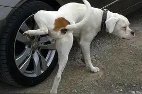 后续来了！上海女子遛狗尿人车上，车主要求擦干净未果，愤怒砸狗图片
