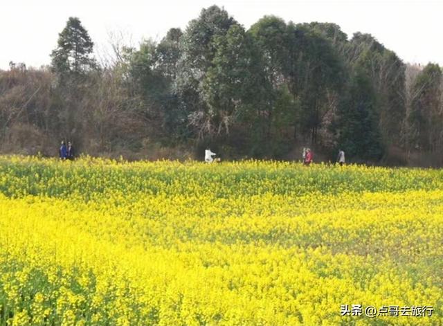 成都南三环附近最大油菜花田，天然观景台，视野非常壮观！