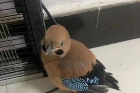 湖北省赤壁：惊现报警“鸦”，派出所这三个字已经传到动物界了！图片