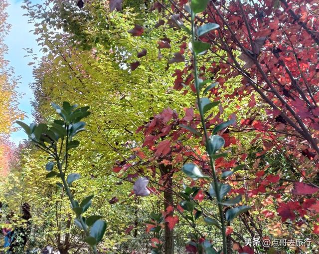 成都近郊最大规模红枫来了，被严重冷落，不要门票，古镇美食诱人