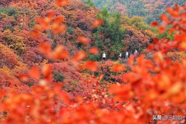 中原红叶的巅峰之作，空气都是红的
