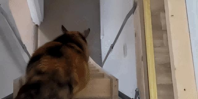 爸爸教猫爬梯子上床，结果第二天看到…网友：这猫是人教版的！