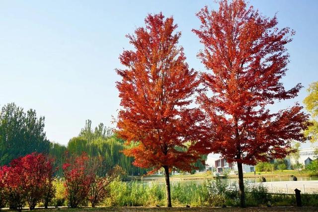 实拍！海淀“莫奈花园”已开启五彩斑斓“童话模式”