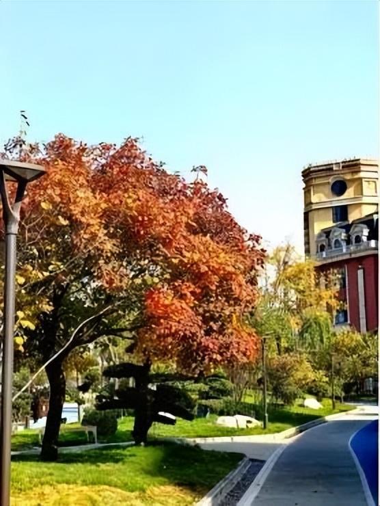 一叶知秋！2025年石家庄市城区赏秋指南来啦 这些地方别错过