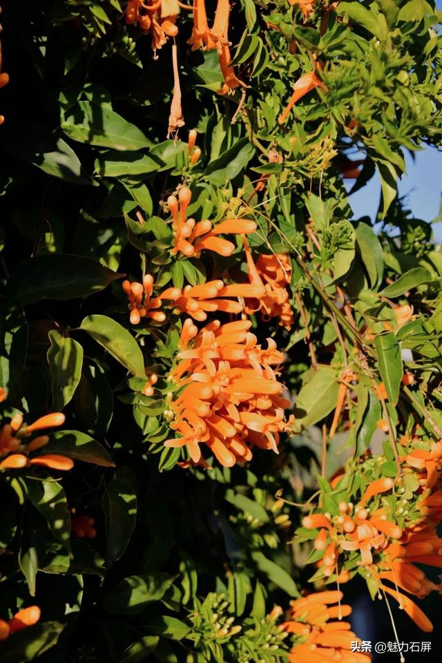 超治愈~石屏这片炮仗花海藏不住了🧡