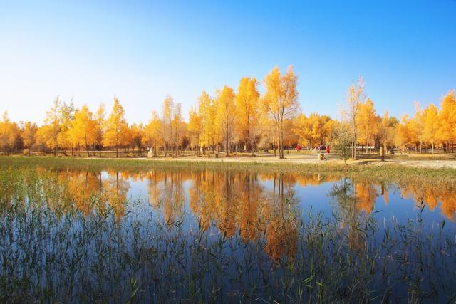 酒泉金塔胡杨林，时光凝固成美丽的神话，奔赴一场秋季的浪漫之旅