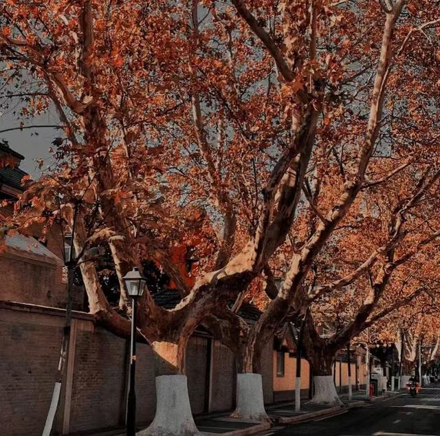 遇见梧桐，遇见生命中一段温暖的注脚