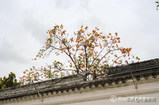 好多人在拍！苏州到底有谁在啊