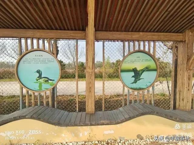 苇风载秋,鹤影映波——河北黄骅南大港湿地的初冬漫游| 申艳娟