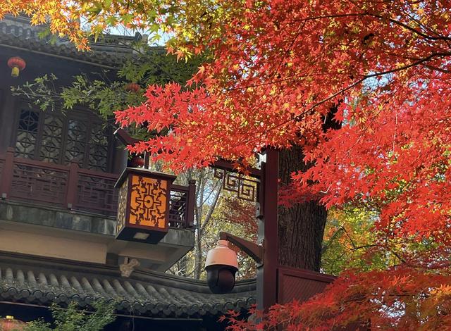 栖霞山的枫叶，红红火火，亮亮堂堂，简直美疯了！