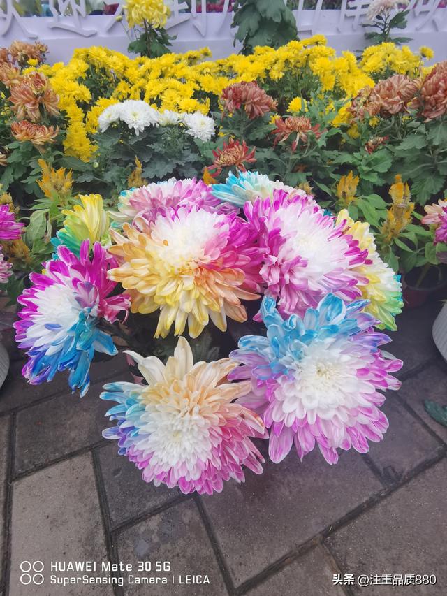 今年唐山南湖菊展从规模到品种在我印象中是多年来的第一次