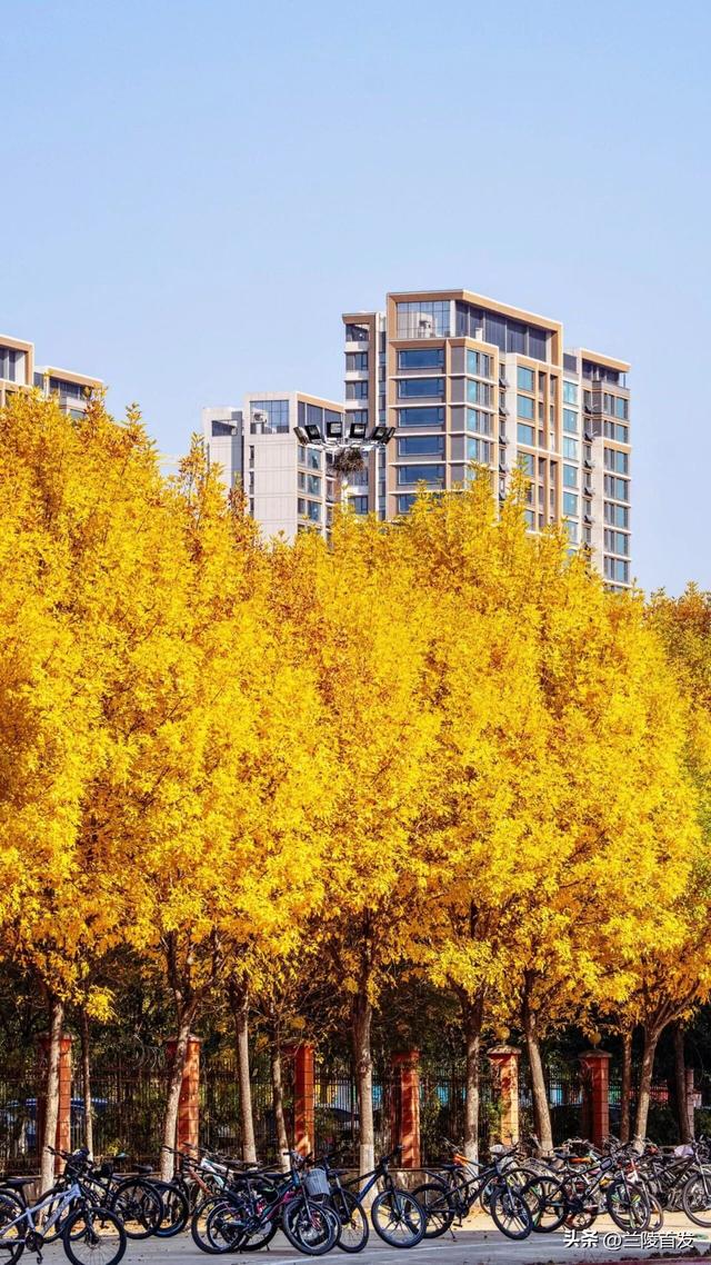 好客山东好品山东｜立冬至，最后一抹兰陵秋色打包送给你~