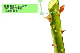 月季为啥要剪枝？掌握这些技巧，小白也能变大神图片