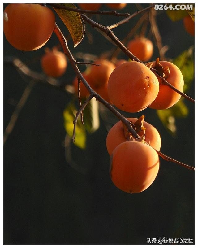 山东行游影记（193）—青州仰天山柿子沟（一）