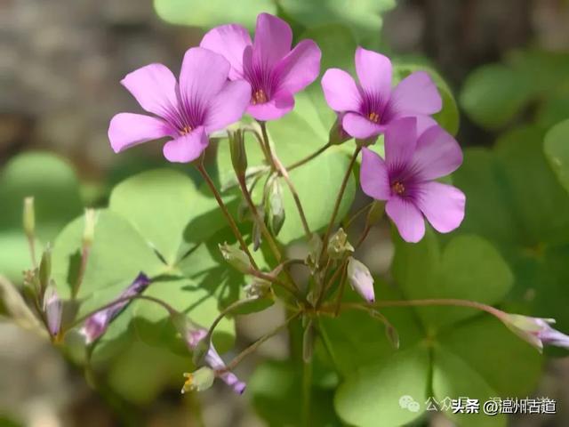 这个凭借21℃的天然清凉悄然“出圈”的森林小镇，别具异域风情！