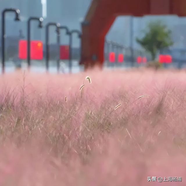 杨浦“最美秋景”上线！超多人抢着来打卡!