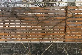 30棵藤本月季终于冬剪牵引完了，分享花墙的修剪、横拉绑扎方法图片