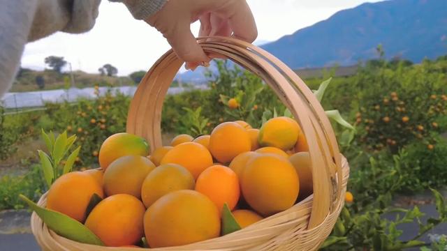 比西昌人少，比昆明更近！高铁直达20℃小众春城，赏花摘果泡温泉！3元草莓吃到撑~