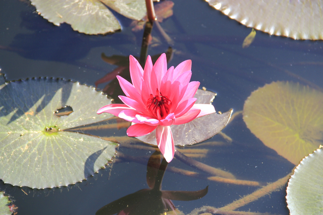 珠三角深秋私藏秘境，西樵山茶花园万株茶花绽放古韵生机！