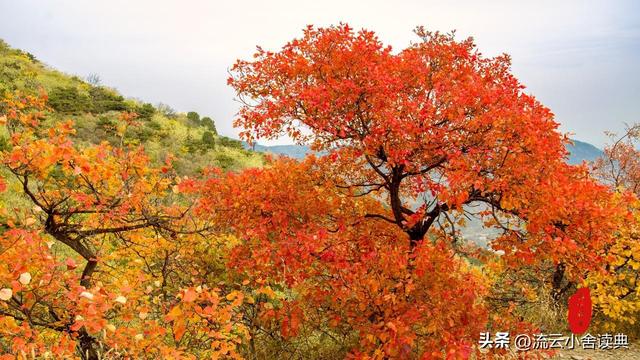 黄栌，被称为“皇帝树”，是它撑起香山红叶的美，秋天的颜值担当