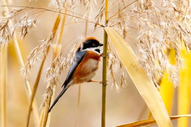 观鸟季来啦！在西安赴一场与候鸟的约会
