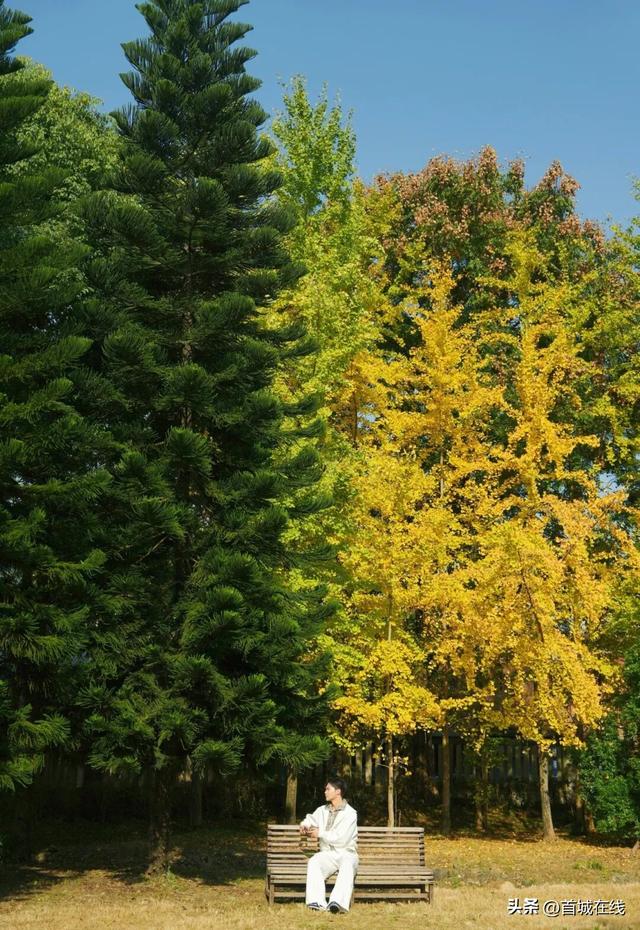 错过等明年！宜宾今年宝藏银杏打卡地合集在这里