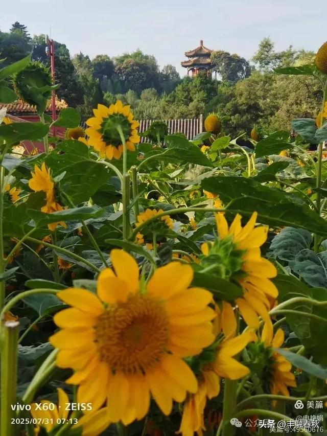 北京景山公园向日葵花海,夏日盛景| 申艳娟