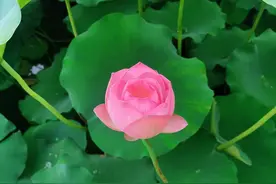 C9、华五、985、小985、双一流你知道都有哪些高校吗？图片