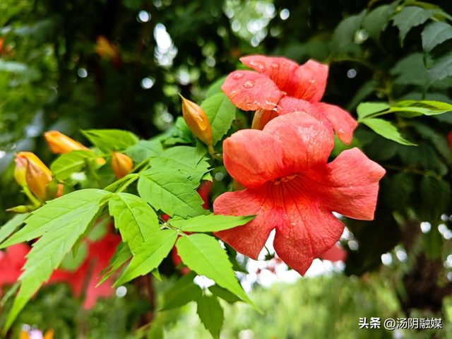 汤阴韩庄：凌霄织夏 花意盈村