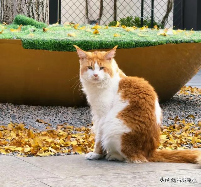 初冬雅韵:临安府署银杏换新妆