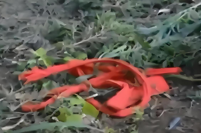奶奶凌晨2点跳楼轻生，孙子早上照常娶媳妇，只是因为一套房子！