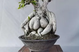 榕树盆景养护指南：从新桩到老桩的蜕变之路，土壤选择、施肥技巧图片