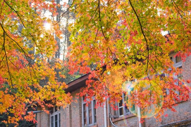 江西秋色藏不住！这8处红叶秘境惊艳了整个秋天！