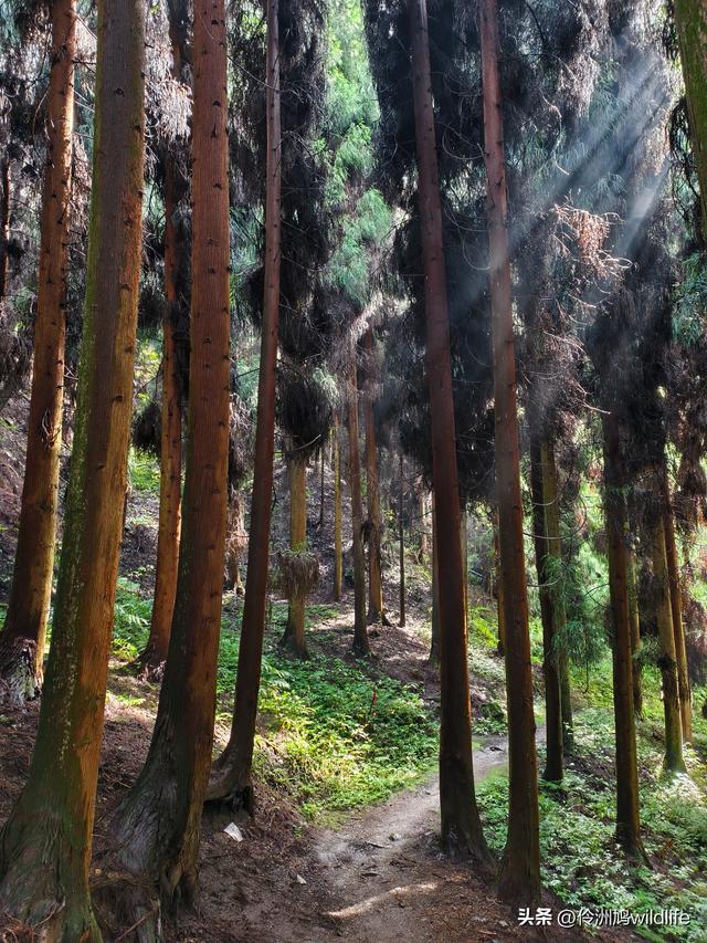 四川行(73)什邡红枫岭徒步到钟鼎寺