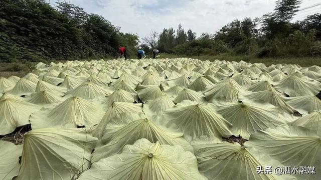 咔嚓🤳！抓住济宁秋天的“小尾巴”~
