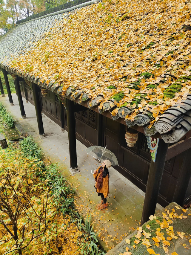 成都1h直达！这座千年古寺美到封神，看银杏+徒步+领奖牌，巴适！
