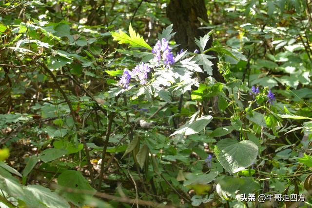 河北百草畔（上）：风动孤石悬险韵，蚁巡深岭蕴生机