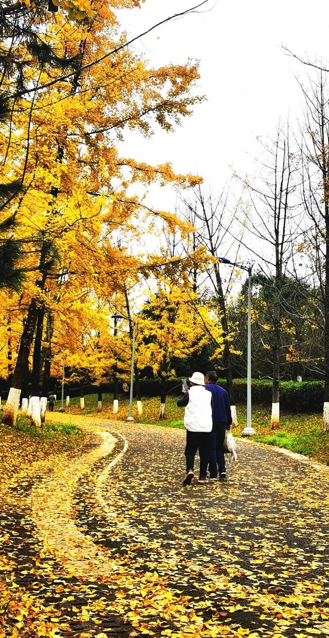 银杏拍照指南！10个出片宝藏地+3个手工教程，手把手教你出片！