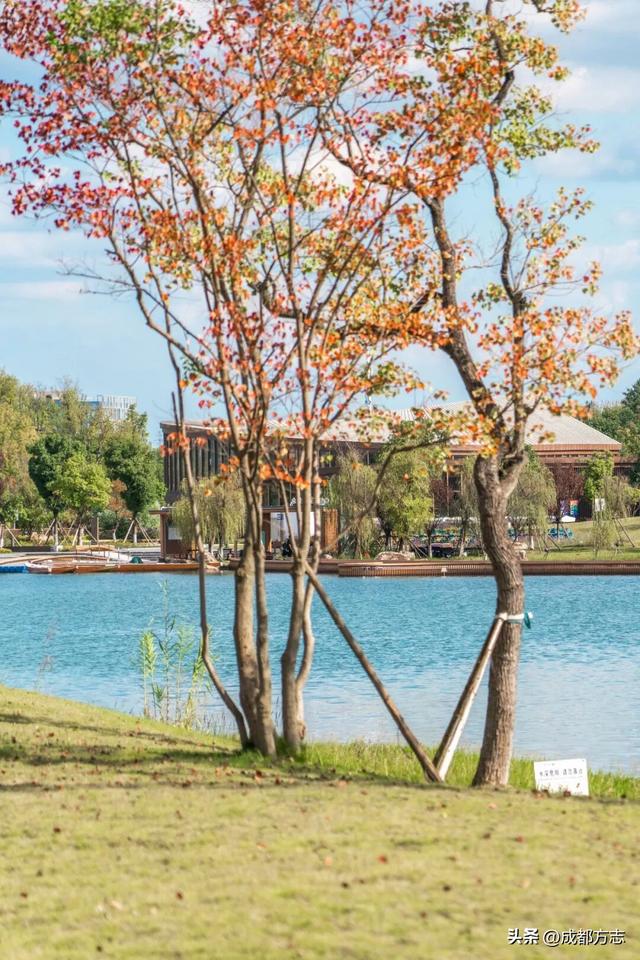 成都版“天空之境”上线！遛娃打卡两不误→