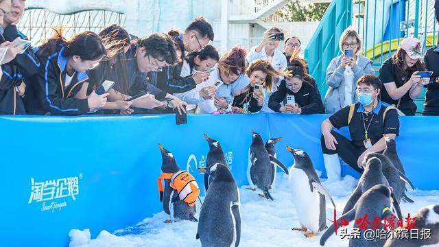“十一”期间每日三场免费看！“淘学企鹅”国庆大巡游时间确定