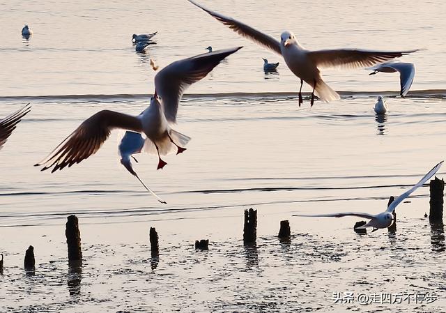 深圳湾观鸟：海舞鸟歌映盛世