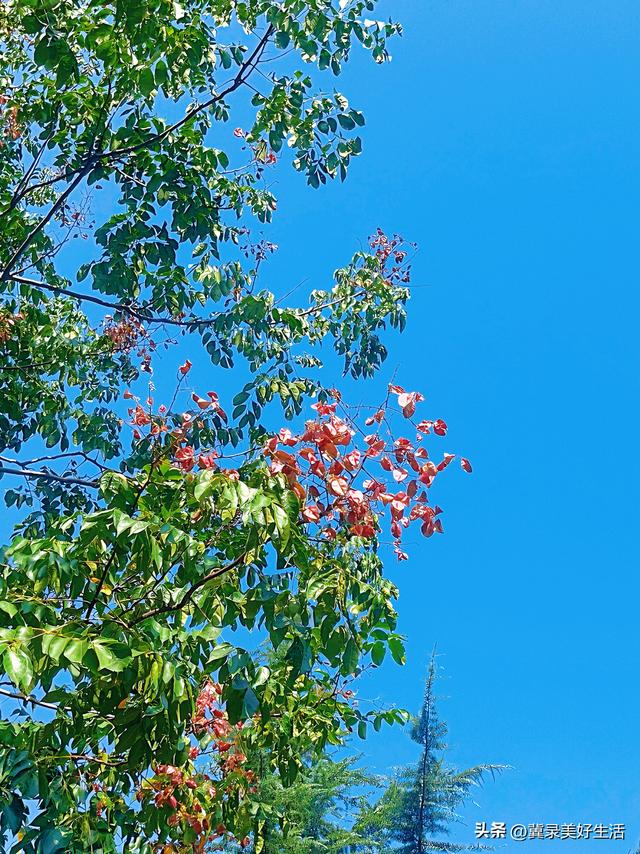河北石家庄：“黄花红果”栾树扮靓秋日美景
