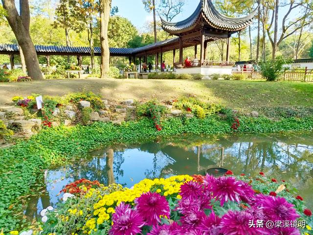 “中山秋韵，菊映盛世”，赏菊南京中山植物园（下）