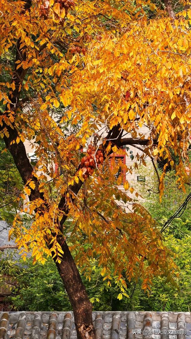 秋染五泉山:兰州城畔的千年诗意与一季斑斓