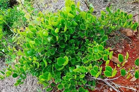 挚爱金刚藤，保护生态守护家园图片